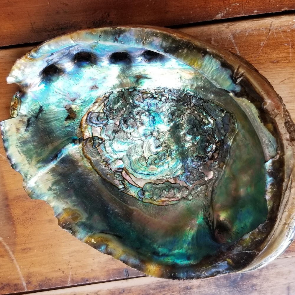 Large Abalone Shell-Great for home office or studio decor😍